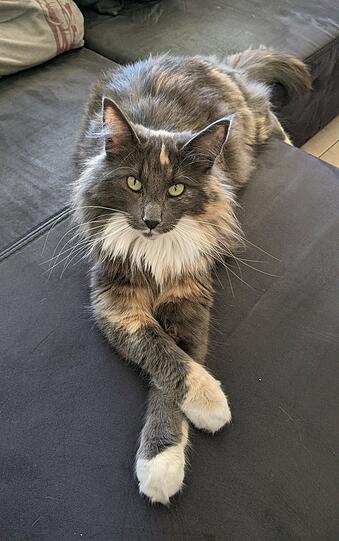 Gina