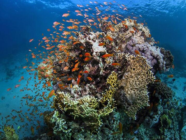 Fische am Great Barrier Reef, einem sehr stark gefährdetem Biotop.