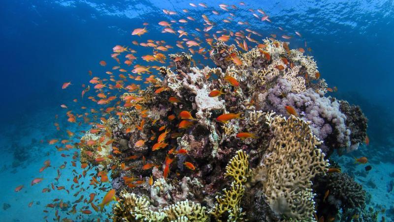 Fische am Great Barrier Reef, einem sehr stark gefährdetem Biotop. Fische am Great Barrier Reef, einem sehr stark gefährdetem Biotop.