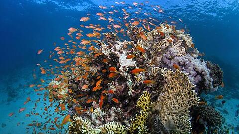 Fische am Great Barrier Reef, einem sehr stark gefährdetem Biotop.