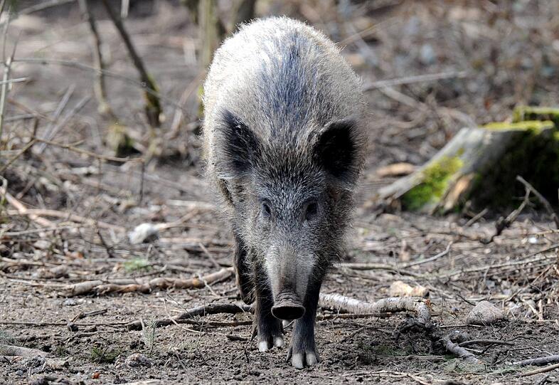 Wildschweine sind gefährlich. Sie greifen an, wenn man sich ihnen nähert.