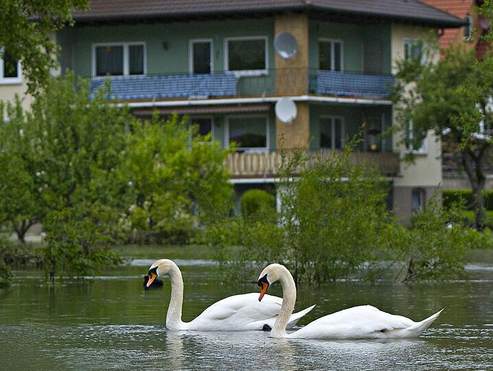 In Veringenstadt (Baden-Württenberg) schwimmen Schwäne durch den Vorgarten.