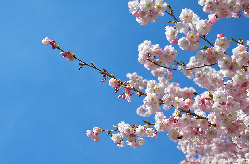 Ein Traum in Rosa: AZ-Leserin Katharina Meyer hat die Kirschblüte im Olympiapark fotografiert. Die Bilder...