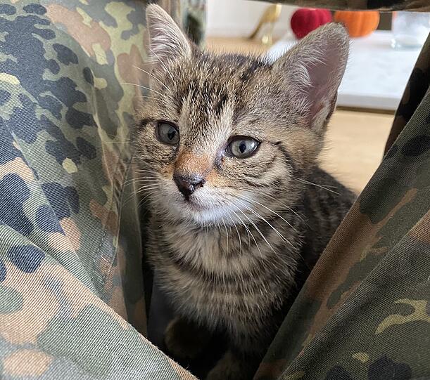 Flauschbär