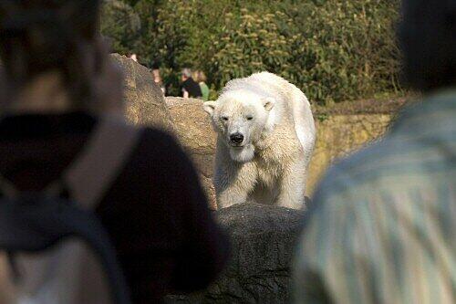 Eisbären im Zoo und in freier Wildbahn. Wir haben die schönsten Bilder der kuscheligen Riesen für Sie zusammengestellt.