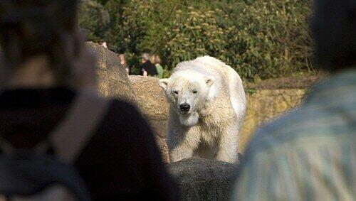 Eisbären im Zoo und in freier Wildbahn. Wir haben die schönsten Bilder der kuscheligen Riesen für Sie zusammengestellt. Eisbären im Zoo und in freier Wildbahn. Wir haben die schönsten Bilder der kuscheligen Riesen für Sie zusammengestellt.