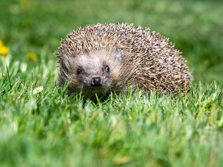Ein Igel läuft durch einen Garten. Foto: Armin Weigel/dpa