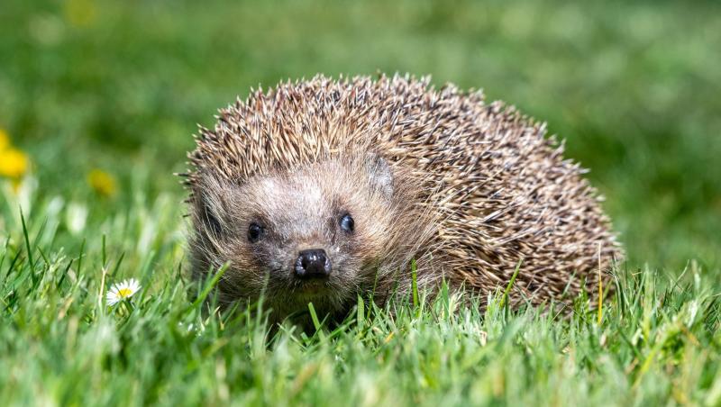 Ein Igel läuft durch einen Garten. Foto: Armin Weigel/dpa