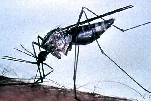 Überträgt die gefährliche Tropenkrankheit Malaria: die Anopheles-Mücke. Im Rhein-Graben schwirrt sie bereits herum.