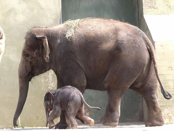 Die erste Schritte im Freien: Der Baby-Elefant im Außengehege.