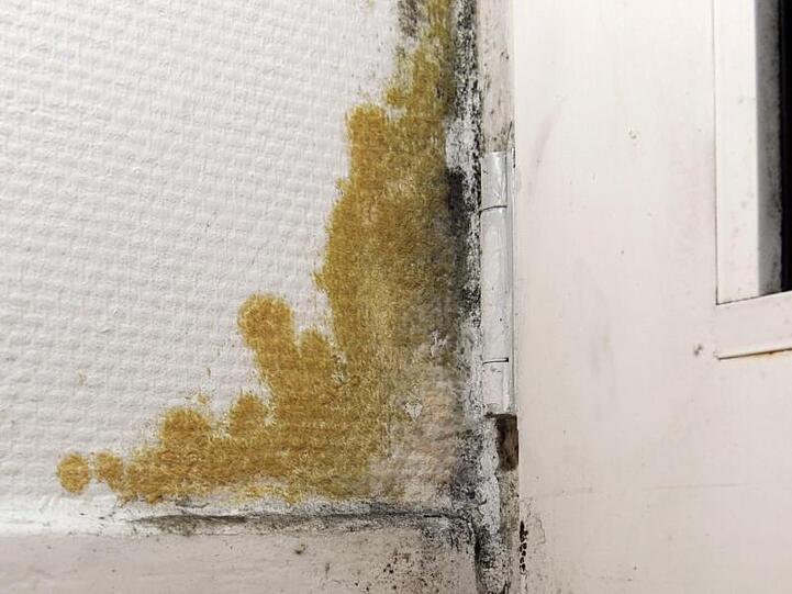 Schimmelfleck in einer Wohnung. Ob schon die Gefahr von Sporenbefall für eine Mietminderung ausreicht, prüft der Bundesgerichtshof.