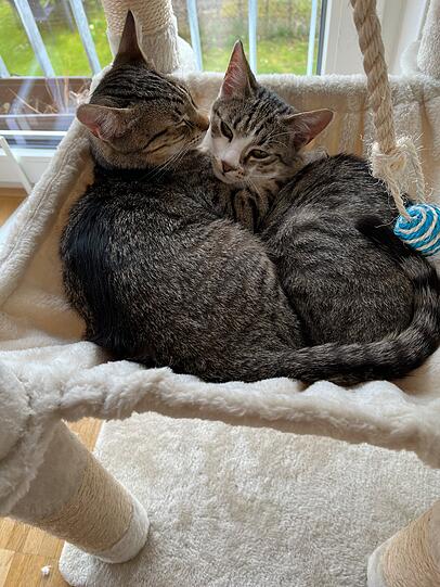 Kater Max und Hugo (Europäisch Kurzhaar)