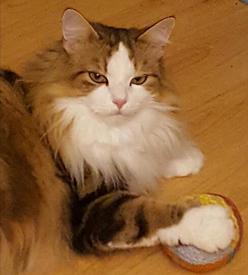 Timo