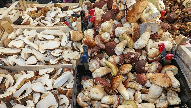 Groß, klein, geschnitten und geputzt: Noch gibt's viele Steinpilze. Groß, klein, geschnitten und geputzt: Noch gibt's viele Steinpilze.