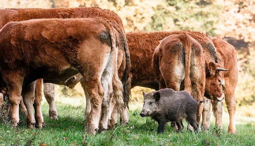 Das Wildschwein hat sich kurzerhand der Kuhherde angeschlossen.