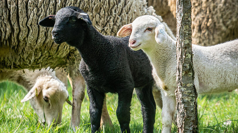 Der Kopf des Lamms wurde mitgenommen, der Rest blieb zurück. (Symbolbild)