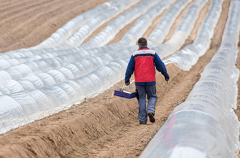 Die größte Menge an Spargel wurde mit 25 300 Tonnen in Niedersachsen gestochen. (Symbolbild)
