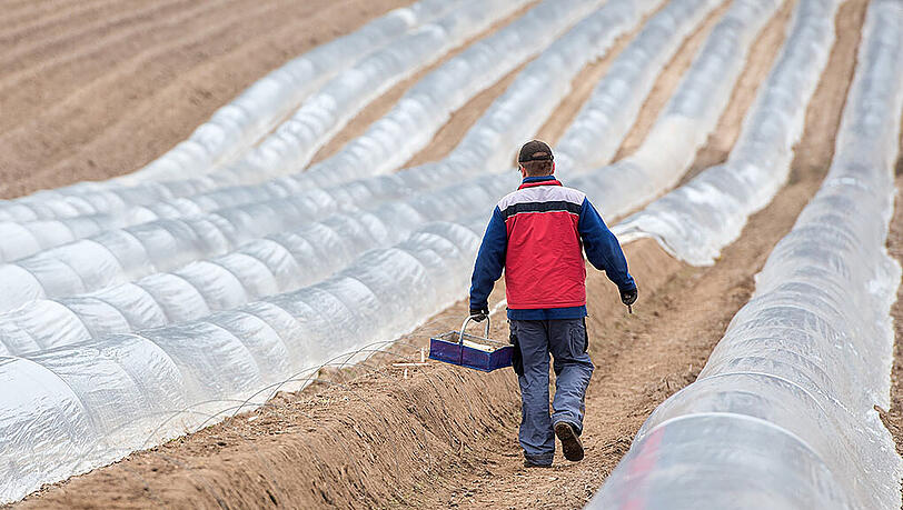 Die größte Menge an Spargel wurde mit 25 300 Tonnen in Niedersachsen gestochen. (Symbolbild) Die größte Menge an Spargel wurde mit 25 300 Tonnen in Niedersachsen gestochen. (Symbolbild)
