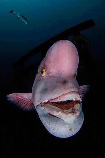 Porträt, Platz 1: Das Foto stammt von Ryohei Ito aus Japan. Der Asiatische Schafskopf-Lippfisch ist in der Lage, sein Geschlecht zu ändern.