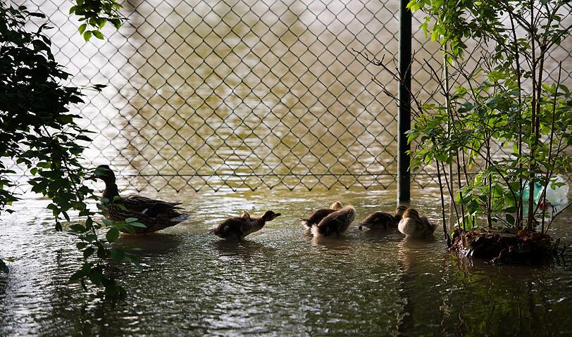 Eine Entenfamilie im Hochwasser.
