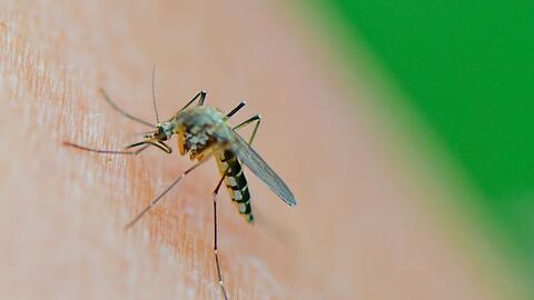 Eine Mücke der Art Aedes vexans saugt Blut aus dem Arm einer Frau.