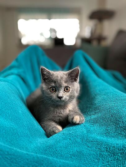 Mila