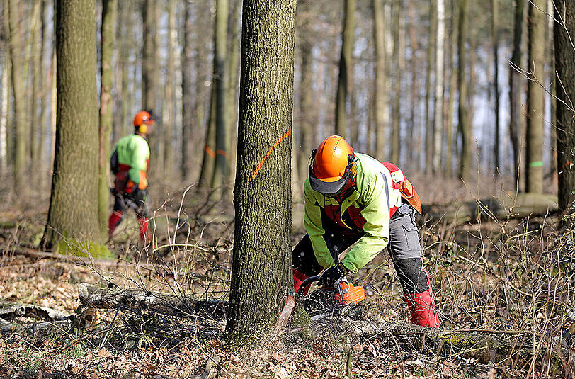 Beim Baum fällen erleidet ein Mann tödliche Verletzungen, da ihm ein Ast auf den Kopf fällt. (Symbolbild)