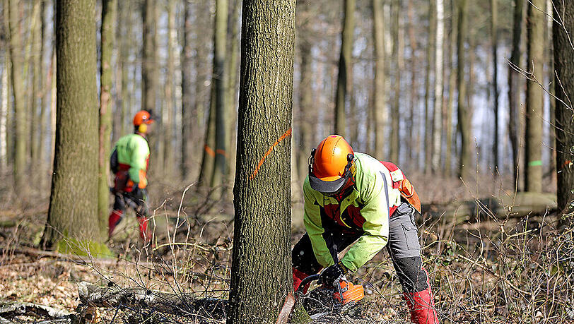 Beim Baum fällen erleidet ein Mann tödliche Verletzungen, da ihm ein Ast auf den Kopf fällt. (Symbolbild) Beim Baum fällen erleidet ein Mann tödliche Verletzungen, da ihm ein Ast auf den Kopf fällt. (Symbolbild)