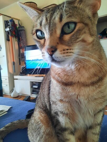 Nala