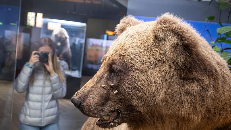 Der ausgestopfte Bruno darf noch eine Weile im Museum Mensch und Natur bleiben. Der ausgestopfte Bruno darf noch eine Weile im Museum Mensch und Natur bleiben.