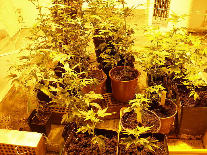 Bei der Durchsung aufgefundene Cannabis-Pflanzen.