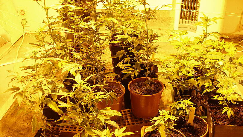 Bei der Durchsung aufgefundene Cannabis-Pflanzen. Bei der Durchsung aufgefundene Cannabis-Pflanzen.