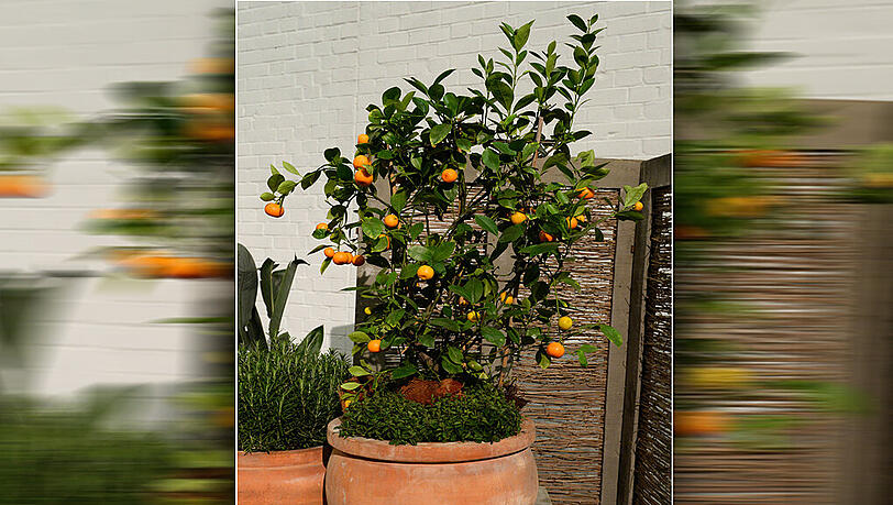 Mandarinen gedeihen auch im eigenen Garten - idealerweise im Topf. Mandarinen gedeihen auch im eigenen Garten - idealerweise im Topf.