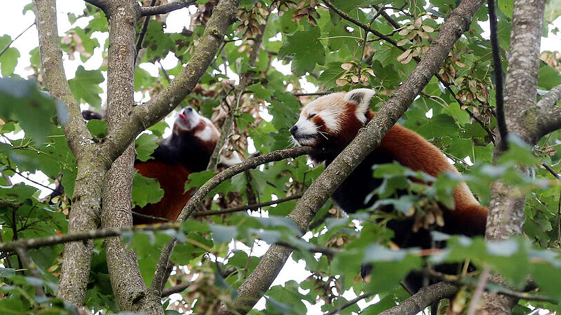 Weitere Bilder vom Foto-Spaziergang durch den Tierpark Hellabrunn am Donnerstagabend.