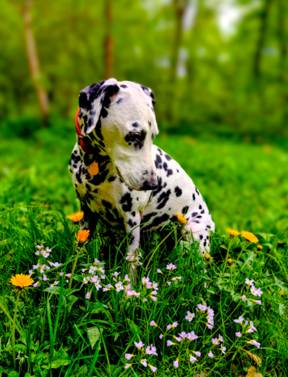 Franz: Mein Hund ist der Beste, weil er alle Menschen liebt – und sogar den Duft der Blumen.