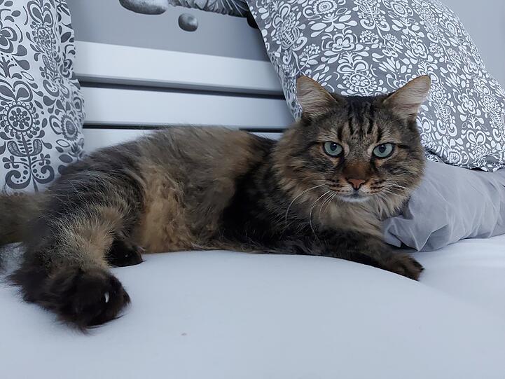 Leo