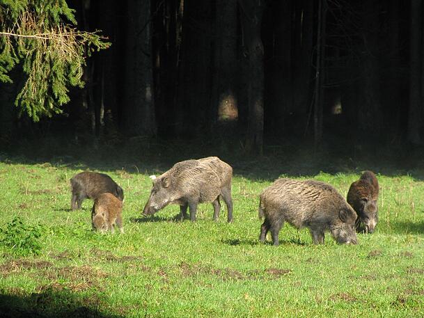 Der Wildpark Forstenried: Auch Tiere kann man dort beobachten. Der Wildpark Forstenried: Auch Tiere kann man dort beobachten.