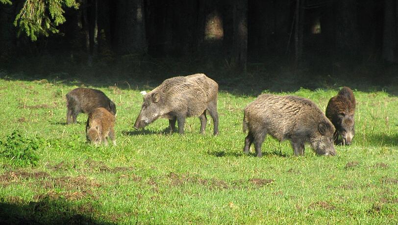 Der Wildpark Forstenried: Auch Tiere kann man dort beobachten. Der Wildpark Forstenried: Auch Tiere kann man dort beobachten.