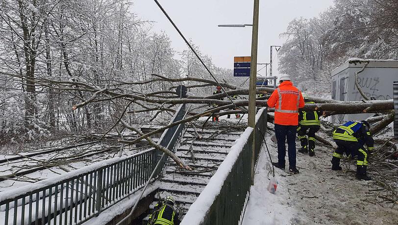 Ein Baum ist umgekippt und hat eine 23-Jährige getroffen.