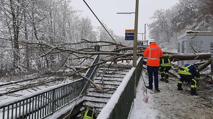 Ein Baum ist umgekippt und hat eine 23-Jährige getroffen.