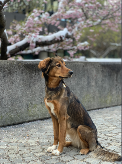Lilu