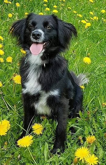 Kira ist eine "Menschenfängerin" und ein "Kuschelmonster", worüber sich besonders die Bewohner/innen in einem nahegelegenen Pflegeheim und Kinder freuen, die uns auf der Straße ansprechen und von ihr regelrecht dazu aufgefordert werden sie zu streicheln. Auch von Menschen, die Angst vor Hunden haben.