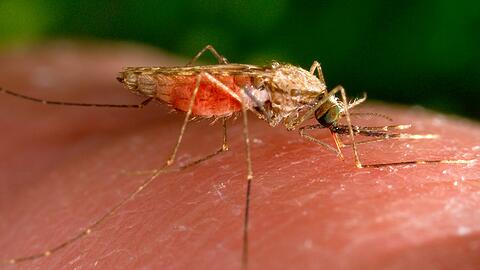 Es gibt nun einen weiteren Malaria-Todesfall in Frankfurt. (Archivbild)
