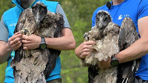 Bavaria gehörte zusammen mit Wally zum ersten Jahrgang der ausgewilderten Bartgeier (Archivbild).