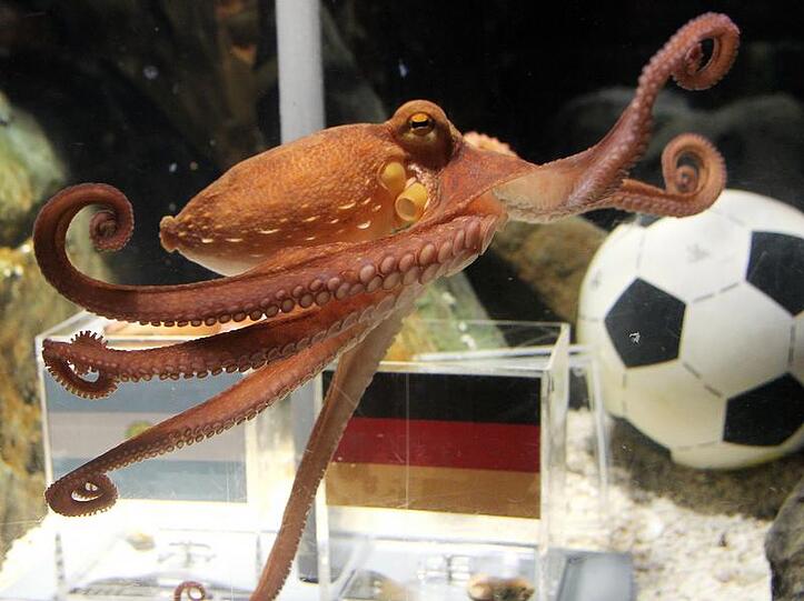 In Argentinien zweifelt man die Fähigkeiten von Oktopus-Orakel Paul an.
