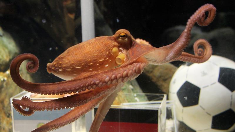In Argentinien zweifelt man die Fähigkeiten von Oktopus-Orakel Paul an. In Argentinien zweifelt man die Fähigkeiten von Oktopus-Orakel Paul an.