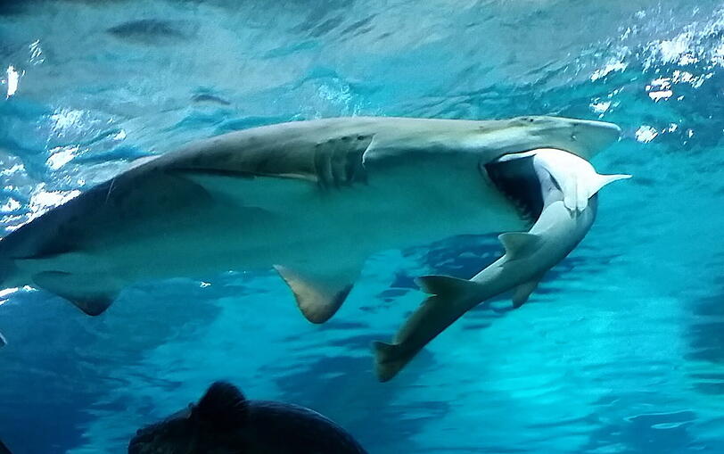 Sandhai schnappt Hundshai: In einem Aquarium im südkoreanischen Seoul bot sich den Zuschauern ein ungewöhnliches Bild.