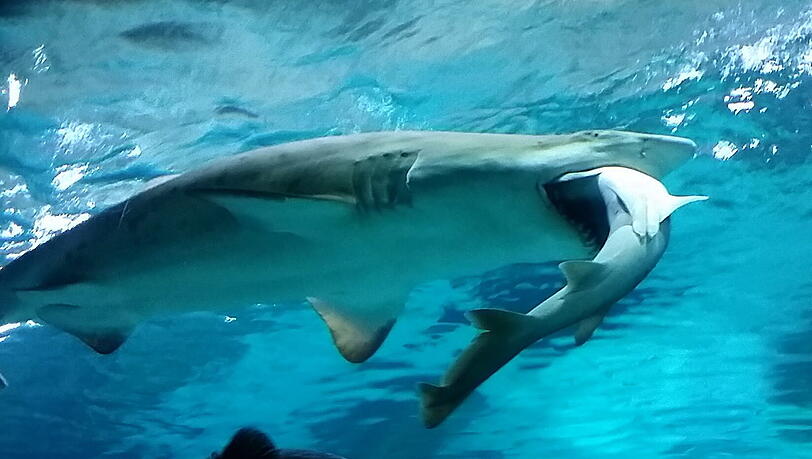 Sandhai schnappt Hundshai: In einem Aquarium im südkoreanischen Seoul bot sich den Zuschauern ein ungewöhnliches Bild. Sandhai schnappt Hundshai: In einem Aquarium im südkoreanischen Seoul bot sich den Zuschauern ein ungewöhnliches Bild.