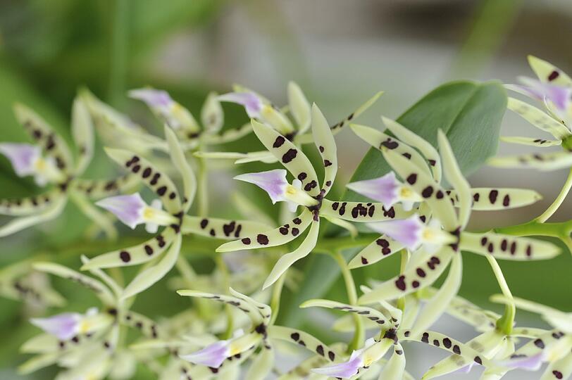 Im Botanischn Garten blüht es derzeit überall, am Pfingstwochenede gibt es außerdem reichlich Programm.