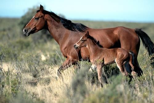 Eine Mustang-Stute läuft mit ihrem Fohlen über die weiten Felder Patagoniens. Undatierte Aufnahme aus Argentinien.